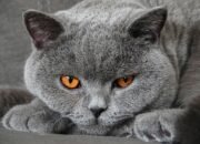 Ras Kucing Abu Abu Populer yang Cocok Dipelihara di Rumah